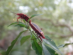 Probergrothius varicornis