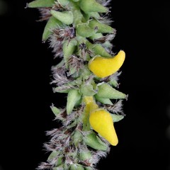 Taphrina johansonii