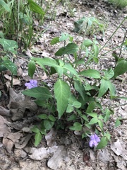 Ruellia pedunculata
