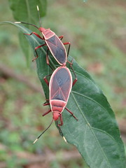 Probergrothius varicornis