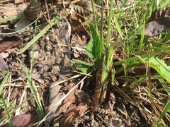 Gastrimargus marmoratus