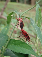 Probergrothius varicornis