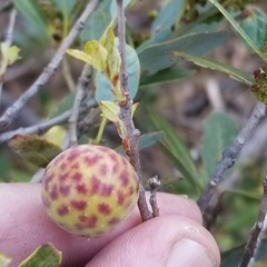 Andricus vacciniifoliae