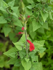 Salvia darcyi
