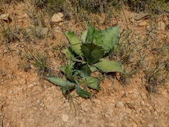Agave salmiana ferox