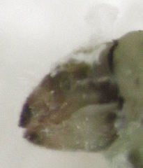 Acizzia acaciaebaileyanae