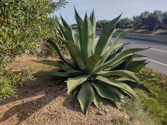Agave salmiana ferox