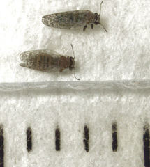 Acizzia acaciaebaileyanae