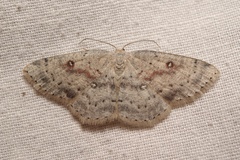 Cyclophora pendularia