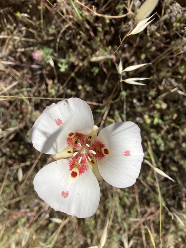 iNaturalist observation photo of Butterfly Mariposa Lily