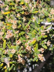 Cercocarpus intricatus
