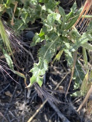 Cirsium cymosum