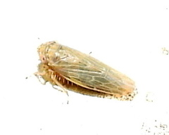 Graminella sonora