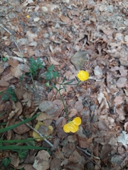 Ranunculus tuberosus