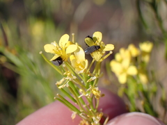 Melyrosoma hirtum
