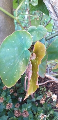 Begonia coccinea
