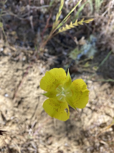 iNaturalist observation photo of Yellow Mariposa Lily