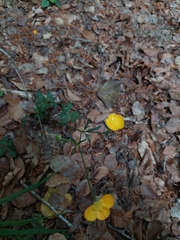 Ranunculus tuberosus