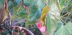 Begonia coccinea