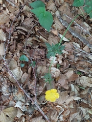 Ranunculus tuberosus