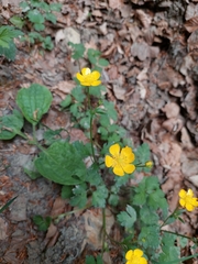 Ranunculus tuberosus