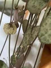 Ceropegia linearis