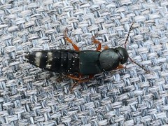 Platydracus fulvipes