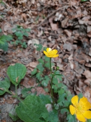 Ranunculus tuberosus
