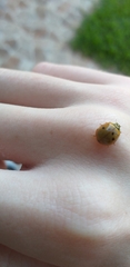Harmonia axyridis