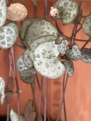 Ceropegia linearis