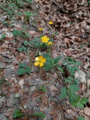 Ranunculus tuberosus