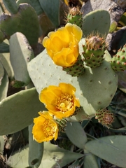 Opuntia ficus-indica