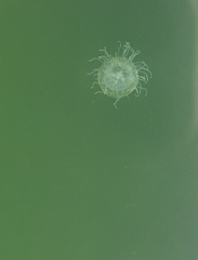 Polyorchis penicillatus