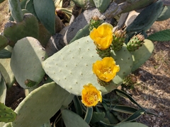 Opuntia ficus-indica