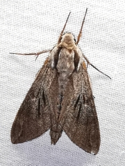 Sphinx maurorum