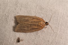 Aphelia viburnana