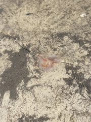 Chrysaora chesapeakei