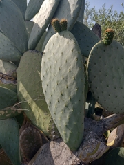 Opuntia ficus-indica