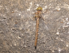 Neurocordulia virginiensis