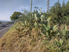 Opuntia ficus-indica