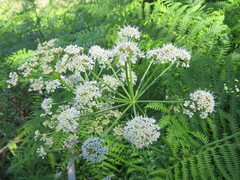 Cicuta virosa
