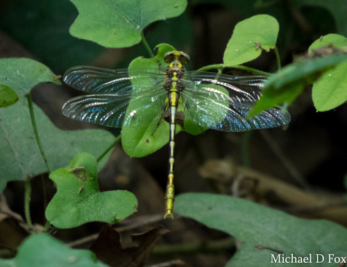 Sulphur-tipped Clubtail photo 3