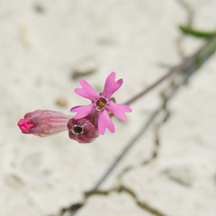 Silene rubella