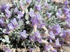 Astragalus calycosus