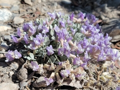 Astragalus calycosus