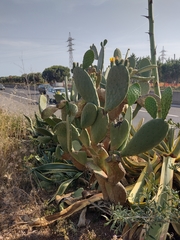 Opuntia ficus-indica