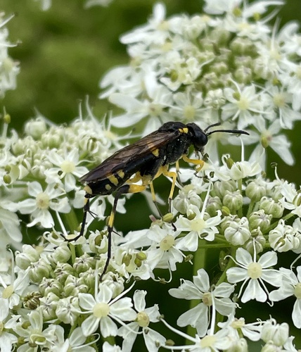 Yellow-spotted Macrophya, Lindenholt, Nimwegen, Gelderland, NL, photo 7 of 10