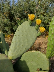 Opuntia ficus-indica