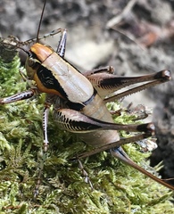 Eupholidoptera megastyla