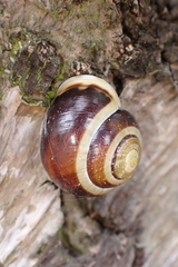 Cepaea hortensis